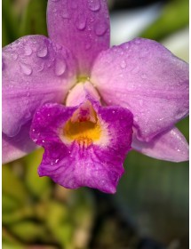 Cattleya Orpetii-alaorii - TG
