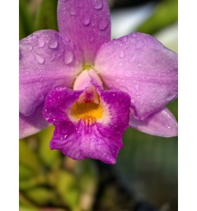 Cattleya Orpetii-alaorii - TG
