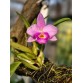Cattleya Orpetii-alaorii - TG