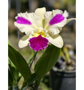 FONG YUAN BEAUTY &ndash; CATTLEYA VẺ ĐẸP QU&Yacute; PH&Aacute;I, M&Agrave;U SẮC RỰC RỠ - TG