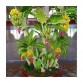 Chuối thân thấp ( lùn ) - nhập Thái Lan