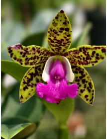 CATTLEYA ACLANDIAE – NỮ HOÀNG ĐỐM ĐỘC LẠ, SẮC MÀU CÁ TÍNH- TG