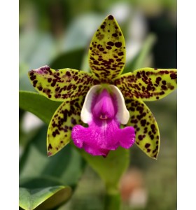 CATTLEYA ACLANDIAE &ndash; NỮ HO&Agrave;NG ĐỐM ĐỘC LẠ, SẮC M&Agrave;U C&Aacute; T&Iacute;NH- TG
