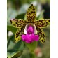 CATTLEYA ACLANDIAE – NỮ HOÀNG ĐỐM ĐỘC LẠ, SẮC MÀU CÁ TÍNH- TG