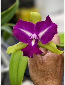 CATTLEYA CHONG GUU BENZ – SẮC TÍM QUYỀN LỰC, FORM HOA CHUẨN TRIỂN LÃM - TG