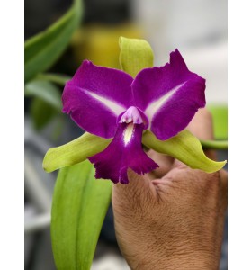 CATTLEYA CHONG GUU BENZ &ndash; SẮC T&Iacute;M QUYỀN LỰC, FORM HOA CHUẨN TRIỂN L&Atilde;M - TG