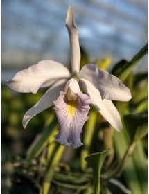 LAN MAXIMA HYBRID – VẺ ĐẸP THANH KHIẾT, SANG TRỌNG & ĐẦY KHÍ CHẤT - TG