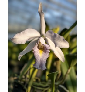 LAN MAXIMA HYBRID &ndash; VẺ ĐẸP THANH KHIẾT, SANG TRỌNG & ĐẦY KH&Iacute; CHẤT - TG