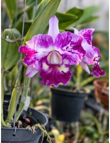 CATTLEYA LEM HYBRID – SẮC TÍM LOANG NỔI BẬT, HOA TO CHUẨN DÒNG CATT