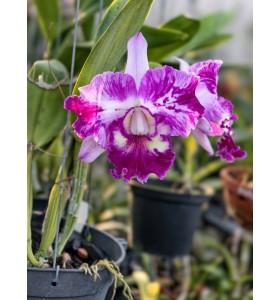 CATTLEYA LEM HYBRID &ndash; SẮC T&Iacute;M LOANG NỔI BẬT, HOA TO CHUẨN D&Ograve;NG CATT