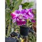 CATTLEYA LEM HYBRID – SẮC TÍM LOANG NỔI BẬT, HOA TO CHUẨN DÒNG CATT