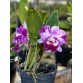 CATTLEYA LEM HYBRID – SẮC TÍM LOANG NỔI BẬT, HOA TO CHUẨN DÒNG CATT