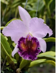 DINARD BLUE HEAVEN – CATTLEYA SẮC TÍM QUYẾN RŨ, MÔI NHUNG NỔI BẬT - TG