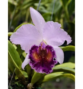 DINARD BLUE HEAVEN &ndash; CATTLEYA SẮC T&Iacute;M QUYẾN RŨ, M&Ocirc;I NHUNG NỔI BẬT - TG