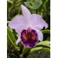 DINARD BLUE HEAVEN – CATTLEYA SẮC TÍM QUYẾN RŨ, MÔI NHUNG NỔI BẬT - TG