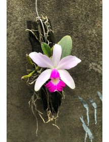 Cattleya Violacea Var Semi Alba – Cánh Phẳng, Lưỡi Đỏ Đậm  Form Hoa Xuất Sắc, Cây Nhỏ Gọn Dễ Trồng