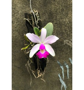 Cattleya Violacea Var Semi Alba &ndash; C&aacute;nh Phẳng, Lưỡi Đỏ Đậm  Form Hoa Xuất Sắc, C&acirc;y Nhỏ Gọn Dễ Trồng