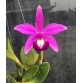 Cattleya Violacea Var. Rubra – Sắc Đỏ Tím Nổi Bật, Form Hoa Sang Trọng