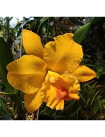 RLC Thongsupran Gold 1 – Sắc Vàng Hoàng Kim, Hoa Lớn Sang Trọng - TG