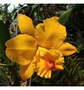 RLC Thongsupran Gold 1 &ndash; Sắc V&agrave;ng Ho&agrave;ng Kim, Hoa Lớn Sang Trọng - TG