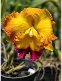 Rlc Asian Sunrise - TG