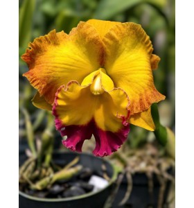 Rlc Asian Sunrise - TG