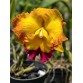 Rlc Asian Sunrise - TG