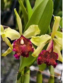 C. dowiana aurea - TG