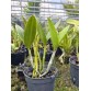 Cattleya Bicolor Coerulea – Sắc Xanh Tím Độc Đáo, Dòng Lan Sưu Tầm Hiếm - TG