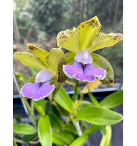 Cattleya Bicolor Coerulea &ndash; Sắc Xanh T&iacute;m Độc Đ&aacute;o, D&ograve;ng Lan Sưu Tầm Hiếm - TG