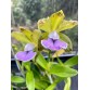 Cattleya Bicolor Coerulea – Sắc Xanh Tím Độc Đáo, Dòng Lan Sưu Tầm Hiếm - TG