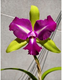 CATTLEYA CHONG GUU BENZ – SẮC TÍM QUYỀN LỰC, FORM HOA CHUẨN TRIỂN LÃM - TG