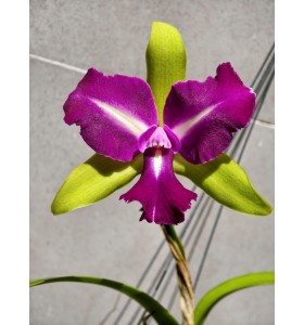 CATTLEYA CHONG GUU BENZ &ndash; SẮC T&Iacute;M QUYỀN LỰC, FORM HOA CHUẨN TRIỂN L&Atilde;M - TG