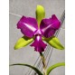 CATTLEYA CHONG GUU BENZ – SẮC TÍM QUYỀN LỰC, FORM HOA CHUẨN TRIỂN LÃM - TG
