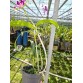 CATTLEYA CHONG GUU BENZ – SẮC TÍM QUYỀN LỰC, FORM HOA CHUẨN TRIỂN LÃM - TG