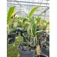 CATTLEYA CHONG GUU BENZ – SẮC TÍM QUYỀN LỰC, FORM HOA CHUẨN TRIỂN LÃM - TG