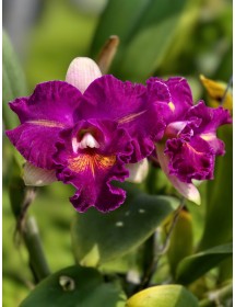 Cattleya Mini Đài Loan – Hoa Tím Nhung Quyến Rũ, Dáng Gọn Dễ Trồng - TG