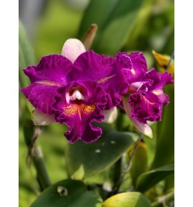 Cattleya Mini Đ&agrave;i Loan &ndash; Hoa T&iacute;m Nhung Quyến Rũ, D&aacute;ng Gọn Dễ Trồng - TG