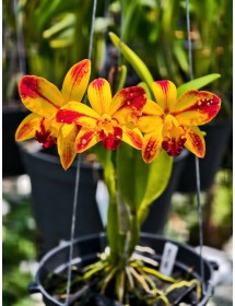 Rth. Barefoot Mailman ‘Rainbow’ – Sắc Vàng Lửa Độc Đáo, Hoa Rực Như Cầu Vồng - TG