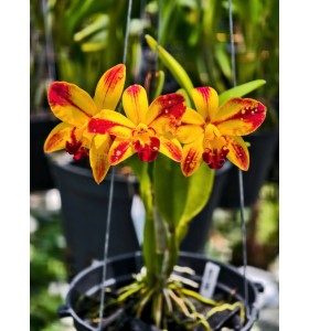 Rth. Barefoot Mailman &lsquo;Rainbow&rsquo; &ndash; Sắc V&agrave;ng Lửa Độc Đ&aacute;o, Hoa Rực Như Cầu Vồng - TG