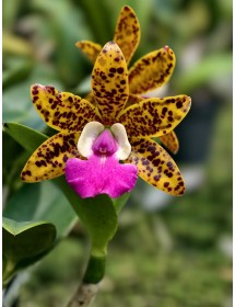 Cattleya Báo Đốm – Vẻ Đẹp Hoang Dã Độc Đáo Như Da Báo  - TG