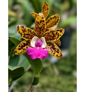 Cattleya B&aacute;o Đốm &ndash; Vẻ Đẹp Hoang D&atilde; Độc Đ&aacute;o Như Da B&aacute;o  - TG