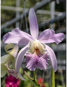 MAXIMA HYBRID – VẺ ĐẸP THANH KHIẾT, SANG TRỌNG & ĐẦY KHÍ CHẤT - TG