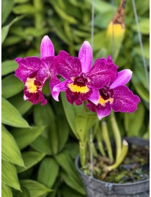 Cattleya Đài Cánh Tím Hồng – Lưỡi Vàng Nổi Bật, Vẻ Đẹp Sang Trọng - TG