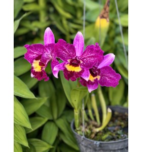 Cattleya Đ&agrave;i C&aacute;nh T&iacute;m Hồng &ndash; Lưỡi V&agrave;ng Nổi Bật, Vẻ Đẹp Sang Trọng - TG