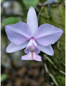 Cattleya Nobilior var. Amaliae – Tuyệt Phẩm Cattleya Mini Từ Brazil - TG