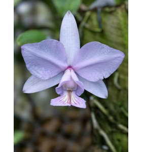Cattleya Nobilior var. Amaliae &ndash; Tuyệt Phẩm Cattleya Mini Từ Brazil - TG