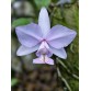 Cattleya Nobilior var. Amaliae – Tuyệt Phẩm Cattleya Mini Từ Brazil - TG