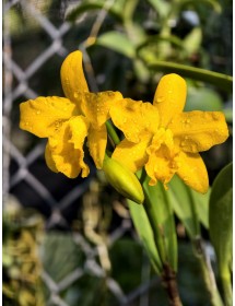 Rth. Shingfong Little Boy – Cattleya Mini Vàng Rực Đến Từ Đài Loan - TG