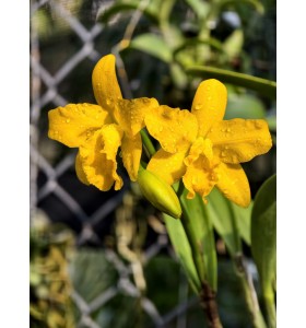 Rth. Shingfong Little Boy &ndash; Cattleya Mini V&agrave;ng Rực Đến Từ Đ&agrave;i Loan - TG